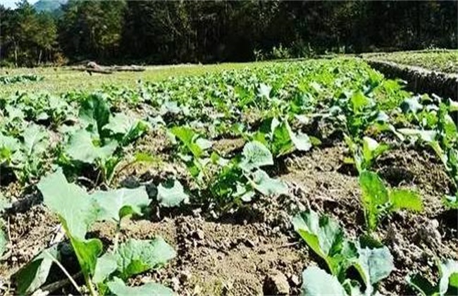 油菜僵苗的原因及防治办法