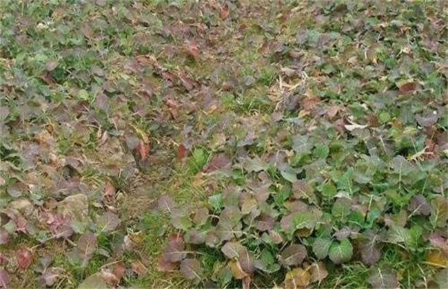油菜僵苗的原因及防治办法