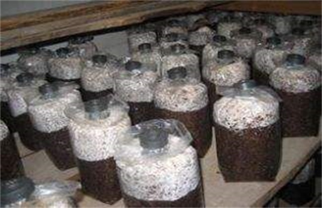 平菇不出菇的原因及解决办法