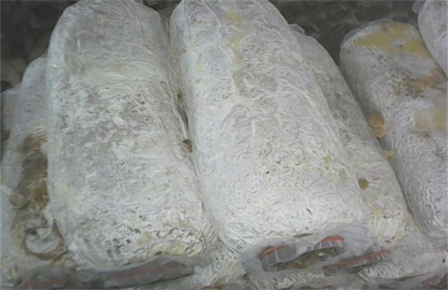 平菇不出菇的原因及解决办法