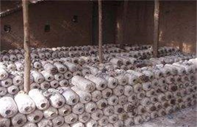 平菇不出菇的原因及解决办法