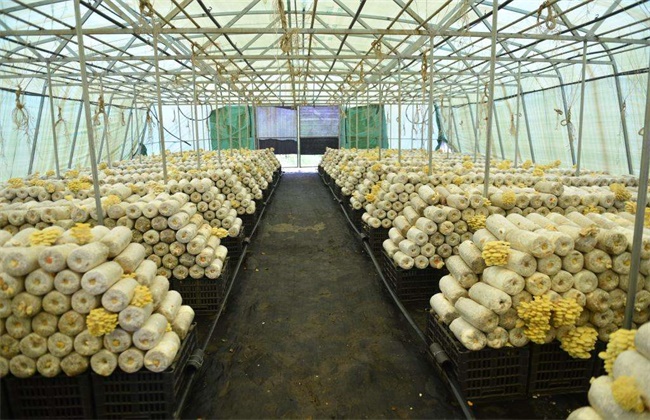 平菇不出菇的原因及解决办法