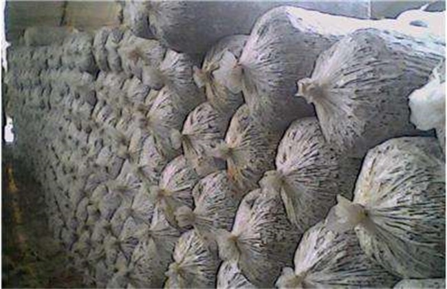 平菇不出菇的原因及解决办法