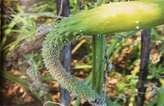 黄瓜畸形解决办法