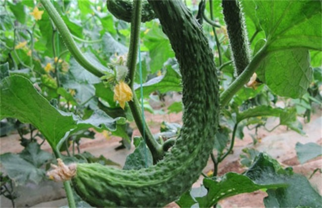 黄瓜畸形解决办法