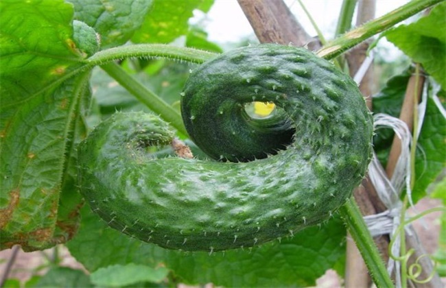 黄瓜畸形解决办法