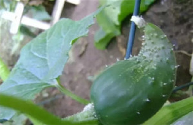 黄瓜畸形解决办法