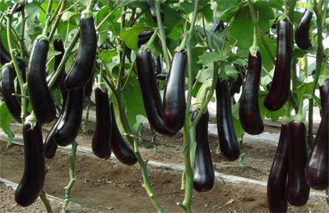 热天茄子无公害栽培技术