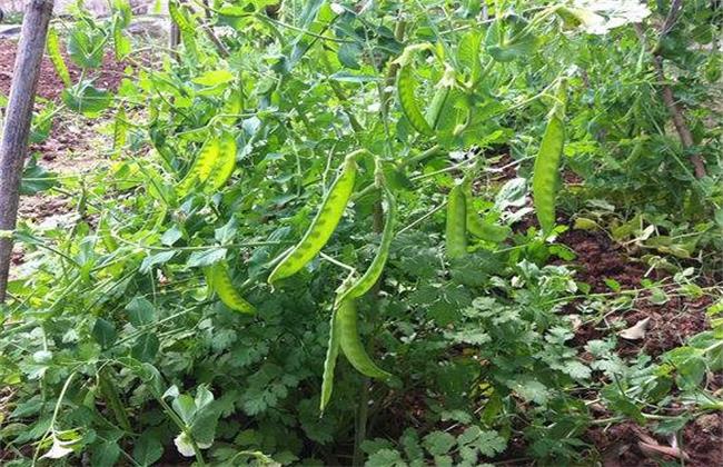 种植荷兰豆的平时管理