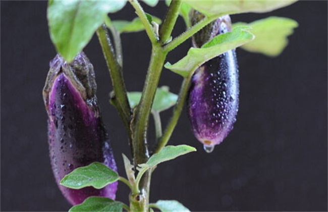 热天茄子无公害栽培技术