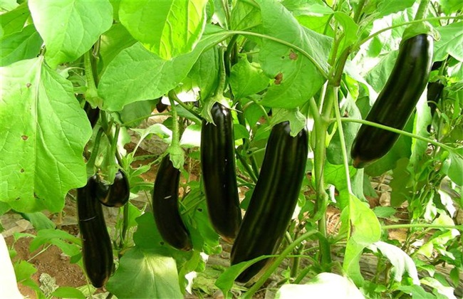 热天茄子无公害栽培技术