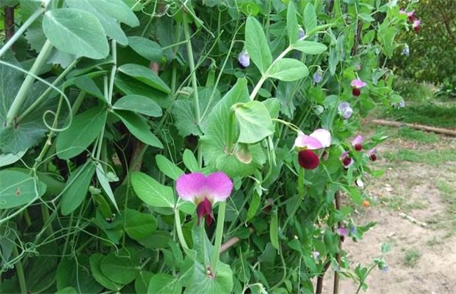 种植荷兰豆的平时管理