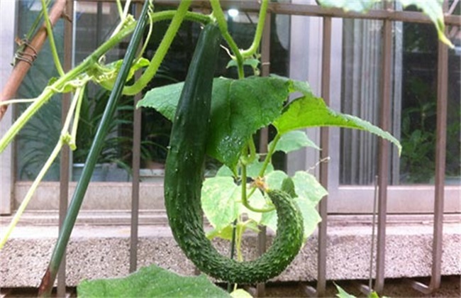 黄瓜畸形解决办法