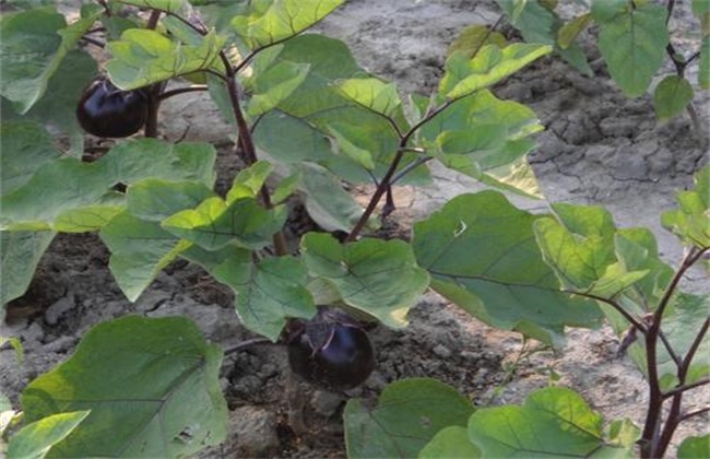 热天茄子无公害栽培技术