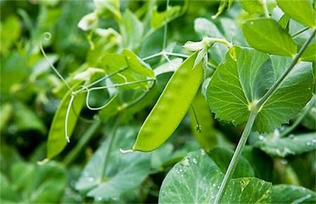 种植荷兰豆的平时管理