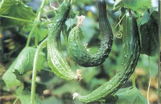 黄瓜畸形解决办法
