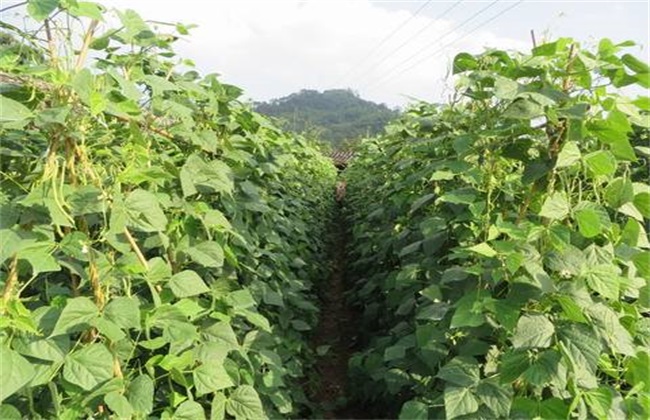 种植荷兰豆的平时管理
