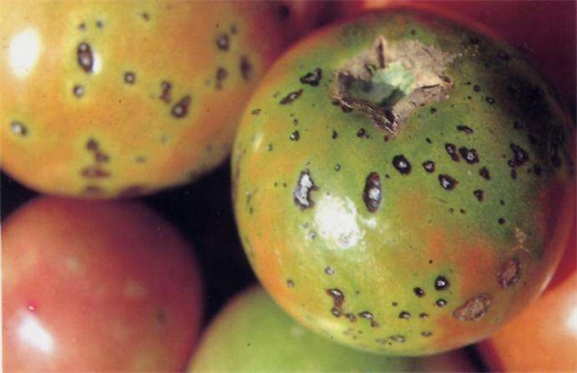秋季西红柿的经常遇见病害及防治