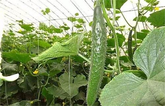 黄瓜早衰的原因