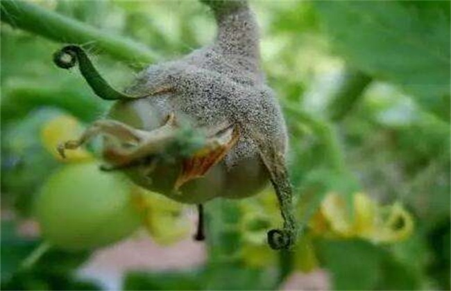 秋季西红柿的经常遇见病害及防治