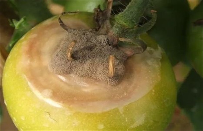 秋季西红柿的经常遇见病害及防治