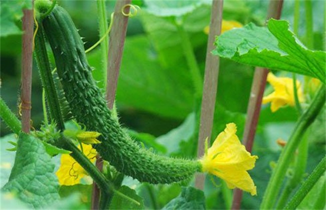 黄瓜早衰的原因