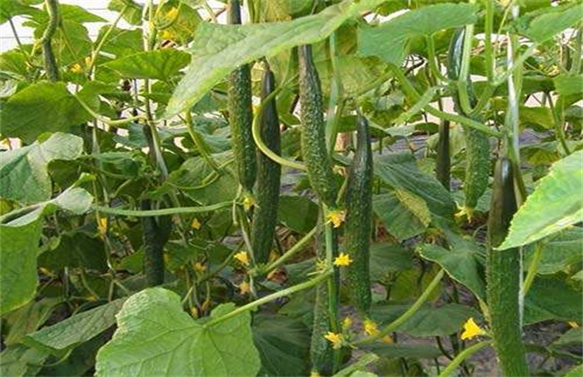 黄瓜早衰的原因