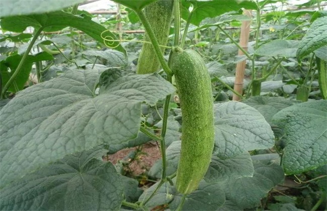 黄瓜早衰的原因