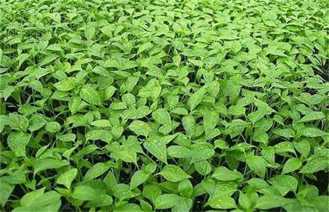 怎么提高辣椒种子的出芽率