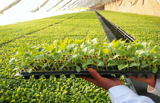 怎么提高辣椒种子的出芽率