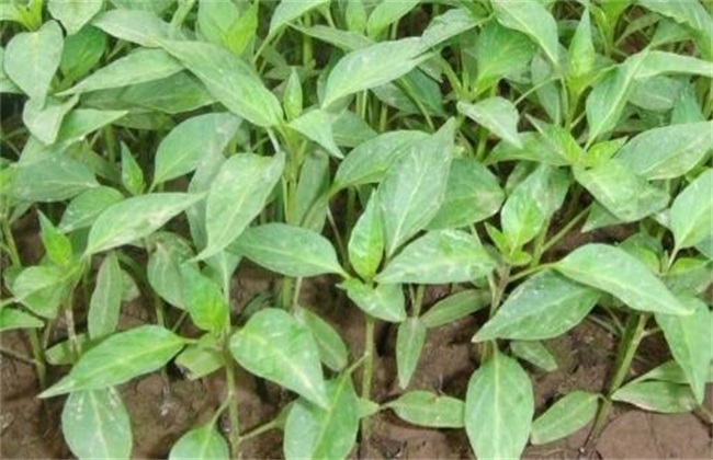 怎么提高辣椒种子的出芽率