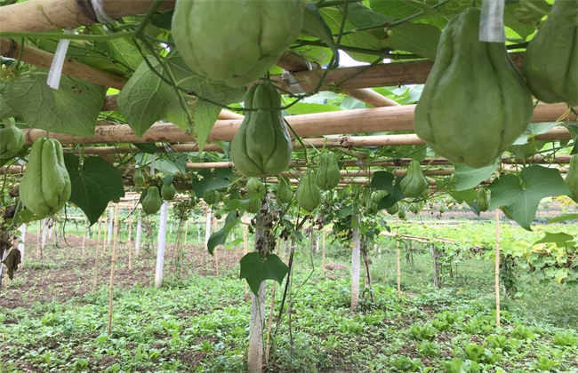 种植佛手瓜的注意些什么