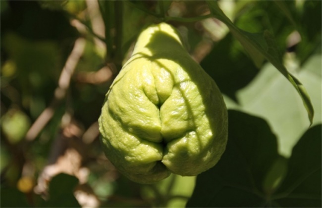 种植佛手瓜的注意些什么