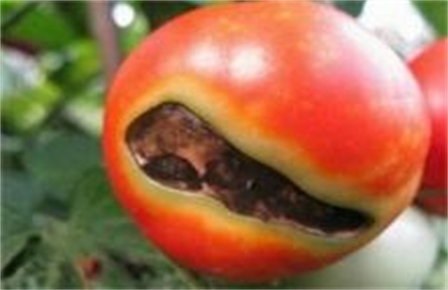 西红柿烂果的原因及防治