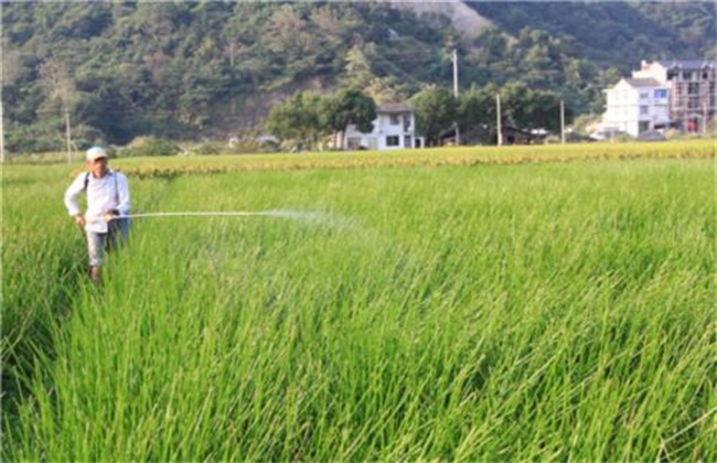 荸荠病虫害防治办法