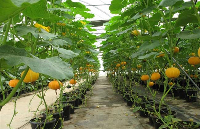 冬季南瓜种植的管理方法技巧