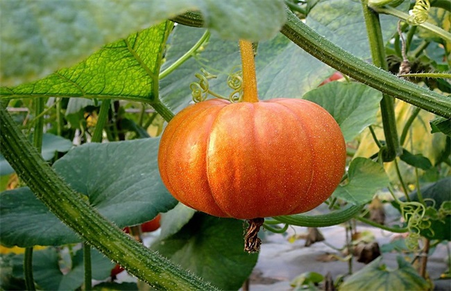冬季南瓜种植的管理方法技巧