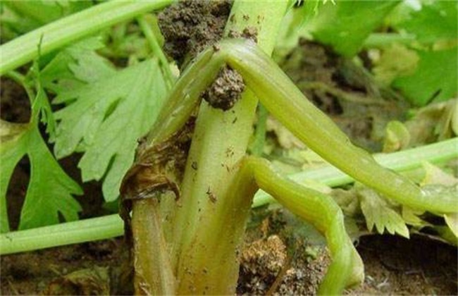 芹菜烂心的原因及防治办法