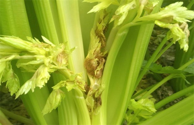 芹菜烂心的原因及防治办法