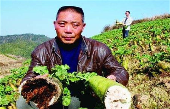 萝卜空心的原因及防治办法
