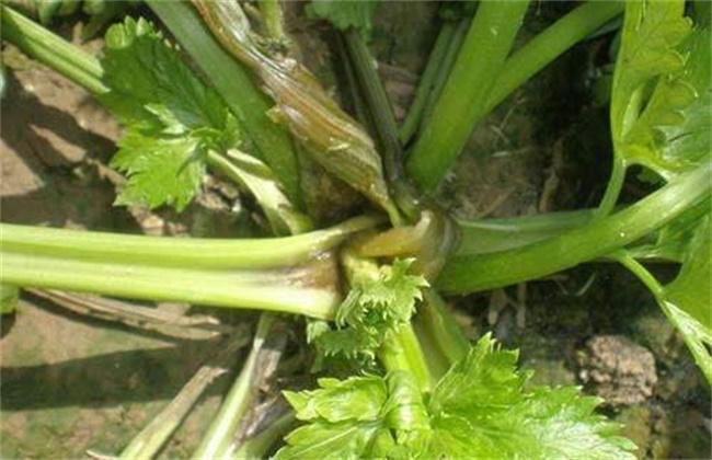 芹菜烂心的原因及防治办法