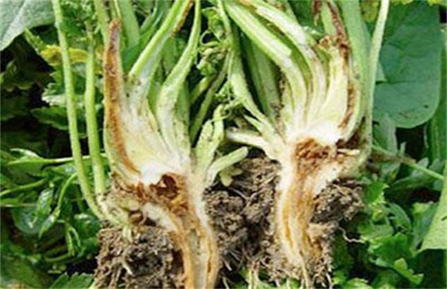 芹菜烂心的原因及防治办法