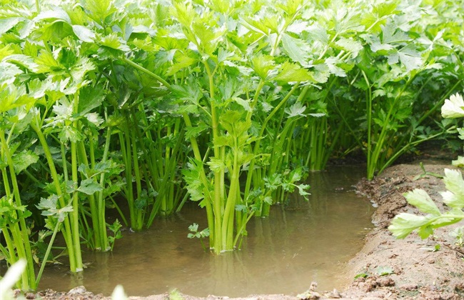 芹菜烂心的原因及防治办法