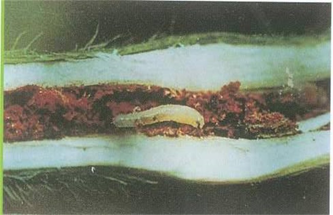 黑豆经常遇见病虫害防治办法