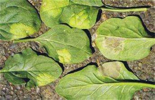 越夏菠菜死棵的原因及防治办法