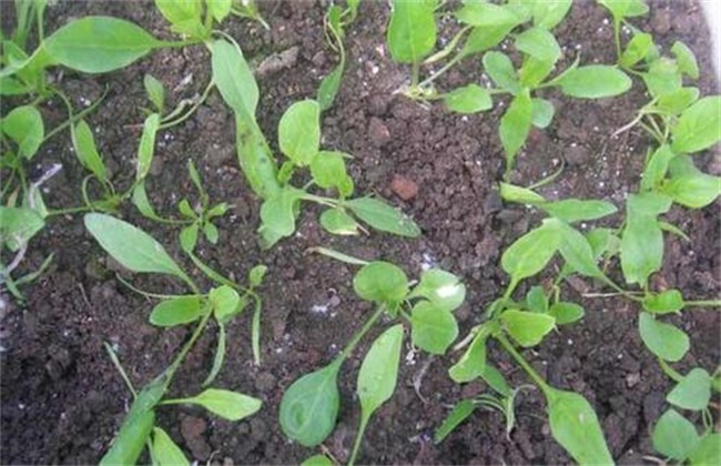 越夏菠菜死棵的原因及防治办法