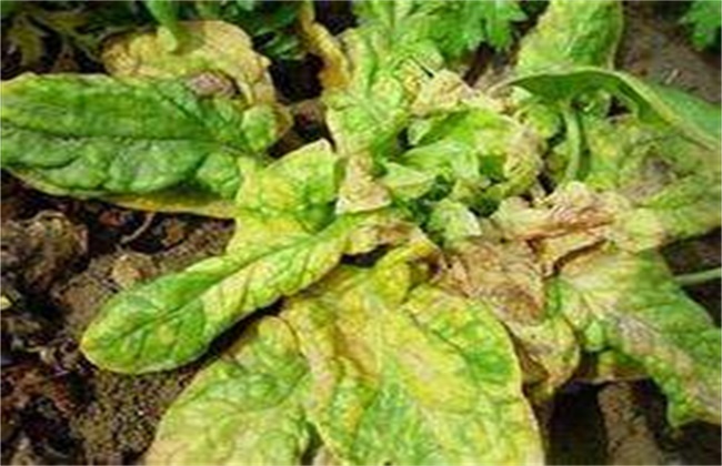 越夏菠菜死棵的原因及防治办法