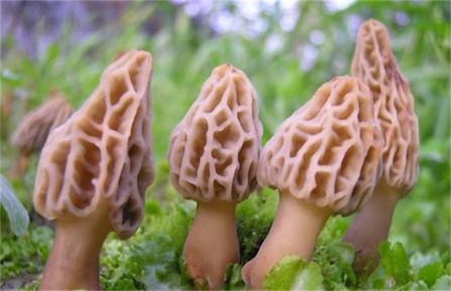 种植羊肚菌要要注意的地方