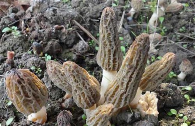 种植羊肚菌要要注意的地方