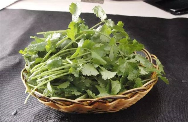 香菜种植的注意些什么